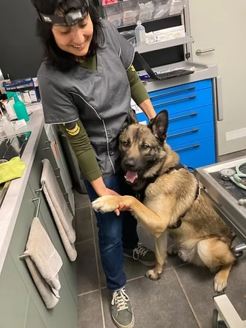 Aux petits soins pour vos animaux depuis 2012 : patience, douceur et écoute.